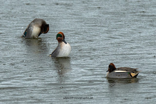 Wildlifefotografie Krickente Naturfotografie Lippeaue Olaf Kerber