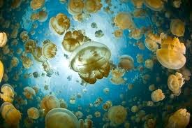 Resultado de imagen de manada de medusas doradas