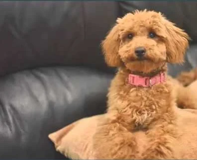 Poodle lower classification-Miniature poodle Poodle lower classification-Miniature poodle