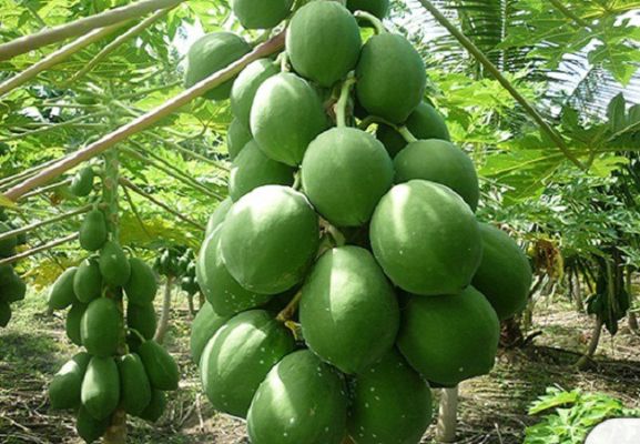 কাচা পেপে খেলে কি কি উপকার হয়