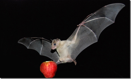 fruit-bat