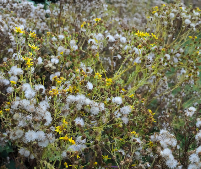 Mass of ragwort bearing seedheads and flowers