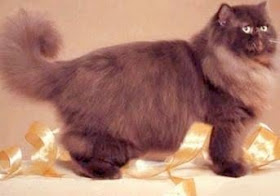 chocolate persian cat kitten pussy mace macka kat kass katze gato con kissa pets Haustiere huisdieren animaux de compagnie kucni ljubimci augintiniai