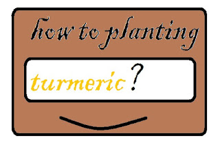 How to plant turmeric the right way