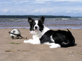 Border Collie Dogs Wallpapers