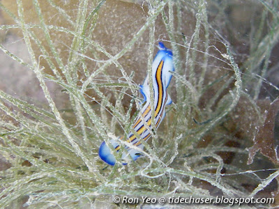 Three-striped Flatworm (Pseudoceros tristriatus)