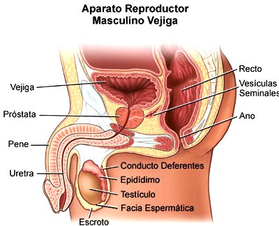 Aparato Reproductor Masculino indicando partes incluyendo otras partes como ano, recto, etc 