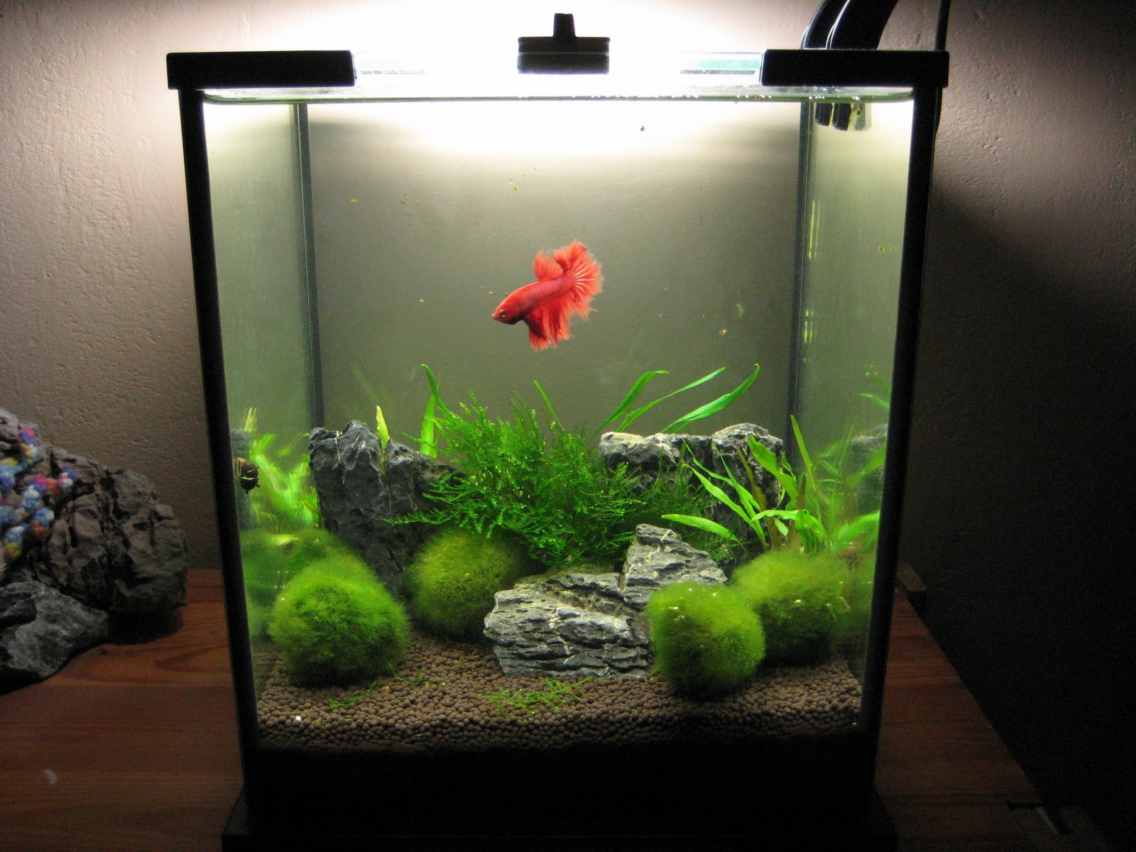 Betta Fish Tank  Setup  Ideas  That Make A Statement 