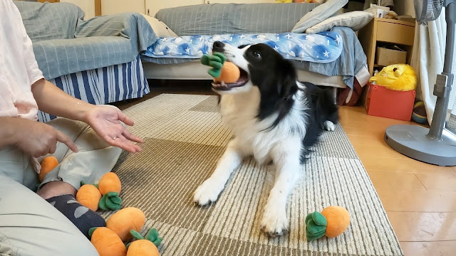 保護犬 ボーダーコリー トーマ にんじん収穫隊