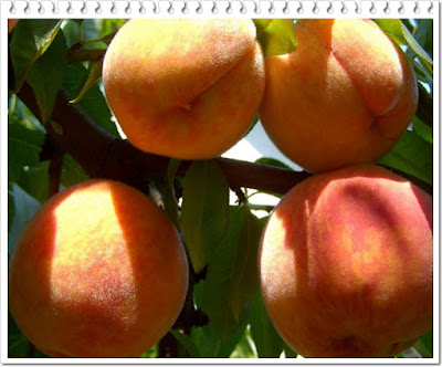 Manfaat buah persik bagi kesehatan tubuh