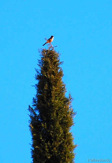 5. Say's Phoebe-kab