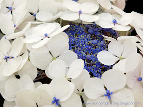 biało - niebieskie hortensje ogrodowe