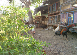 Model Kandang Ternak Ayam