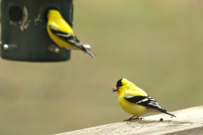 male goldfinches at feeder in May