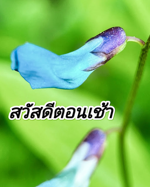 สวัสดีตอนเช้า