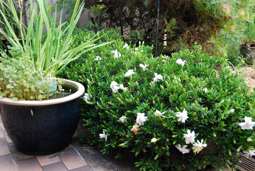 Gardenia Yellow Leaves