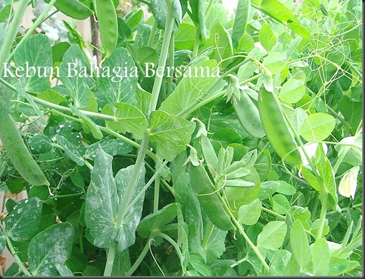 Kebun Bahagia Bersama Greenfeast Pea