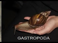 GASTROPODA MOLLUSCA