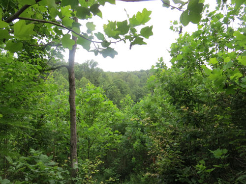 view from the Knobstone Trail