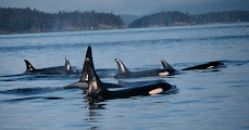 The photo shows a group of killer whales swimming in the water.