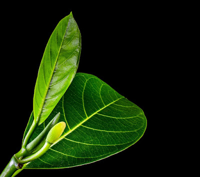 Jack fruit leaves 