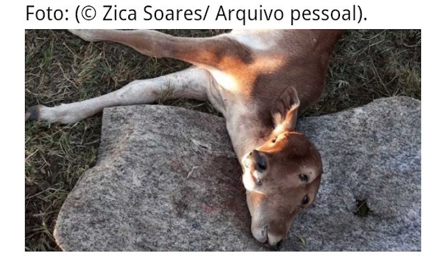 BEZERRO NASCE COM DUAS CABEÇAS EM FAZENDA DE GOIÁS