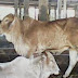 GAMBAR SAPI BRAHMAN 30