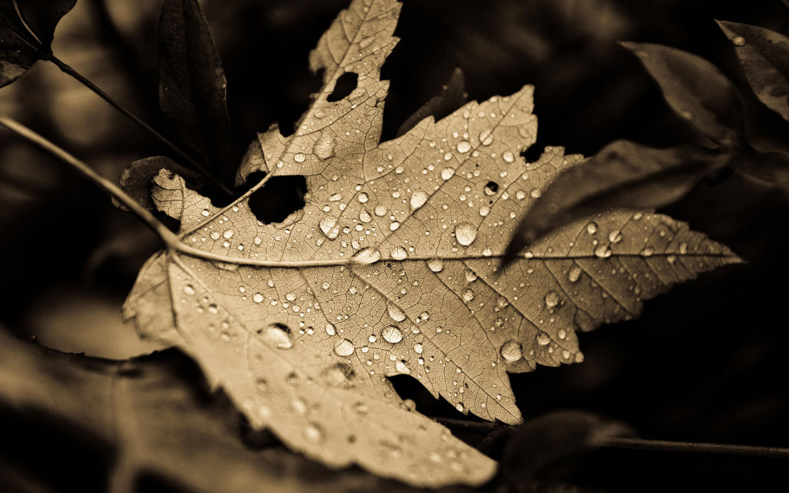 Fall Leaves Black Background Wallpaper