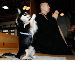 cute puppy dog praying in a temple wiht a monk photo funny