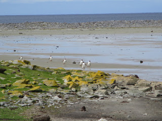 East Falkland - Falkland Islands