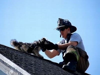 Animals Being Rescued Seen On www.coolpicturegallery.us