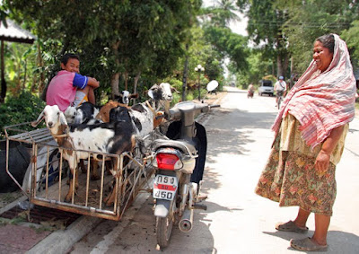 Goats going for a ride, Koh Yao Noi