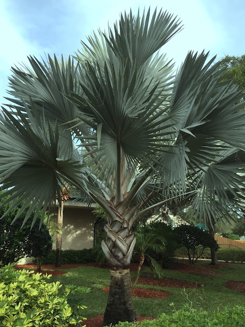 Bismarck palm (Bismarckia nobilis)