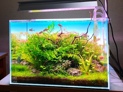 Gaya Natural Style Aquascape