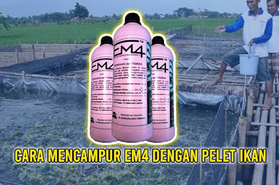 Cara Mencampur Em4 Dengan Pelet Ikan