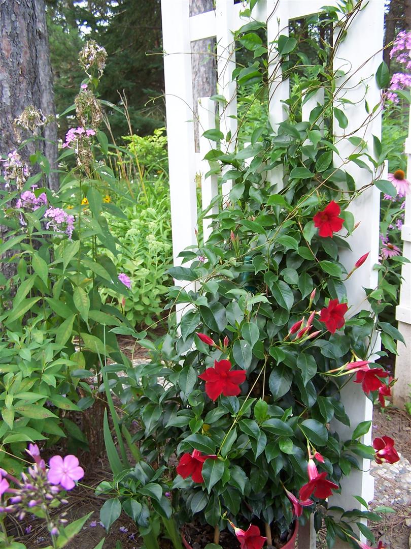 Mandevilla