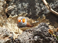 Birdhouse For Finches