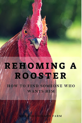 Finding a new home for a rooster