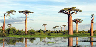 Pohon  Teapot Baobab