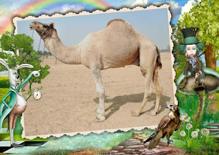 Mewari Camel 