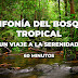 Sinfonía del Bosque Tropical: Un viaje a la serenidad / 60 Minutos 