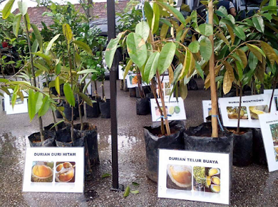 Anak Anak Pokok Menarik dari Jabatan Pertanian Ayer Hitam 