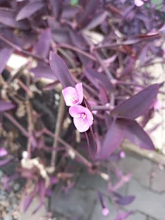 " Purple Surinamese flower"