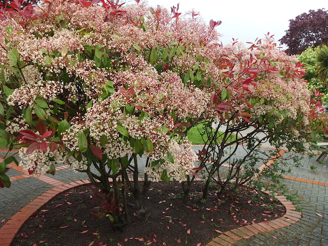 Crown lifted Photinia as seen at Malvern Spring Festival last week