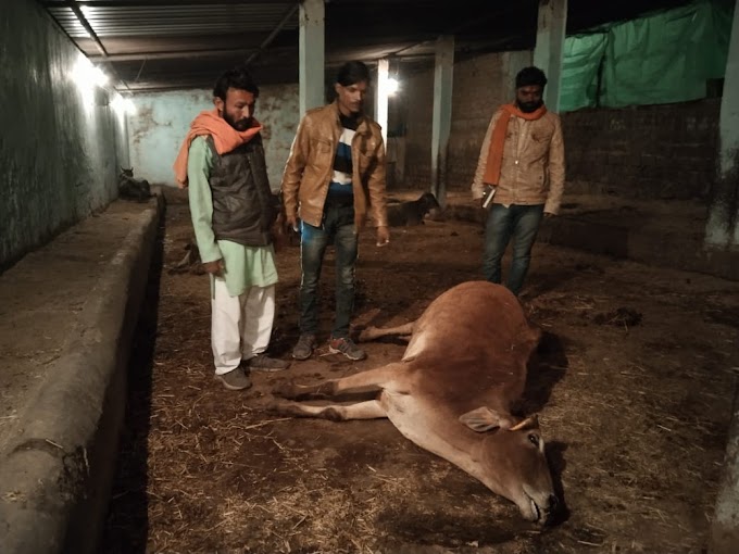 तीन गायों ने दम तोड़ा, अन्य 40 गाय भी चारा पानी से वंचित, गौ माता के मरने से बजरंग दल कार्यकर्ताओं में आक्रोश, आज करेंगे नपा में प्रदर्शन