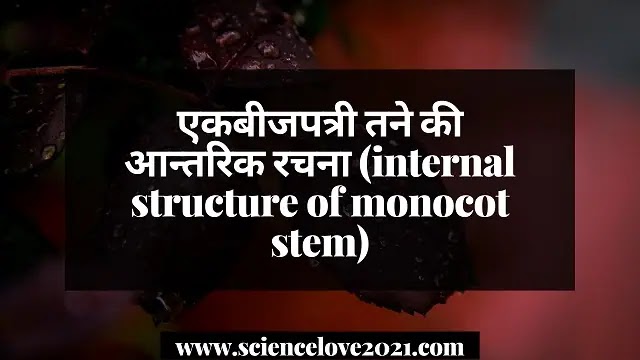 एकबीजपत्री तने की आन्तरिक रचना (internal structure of monocot stem)|hindi