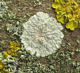 White Lichen on a Tree