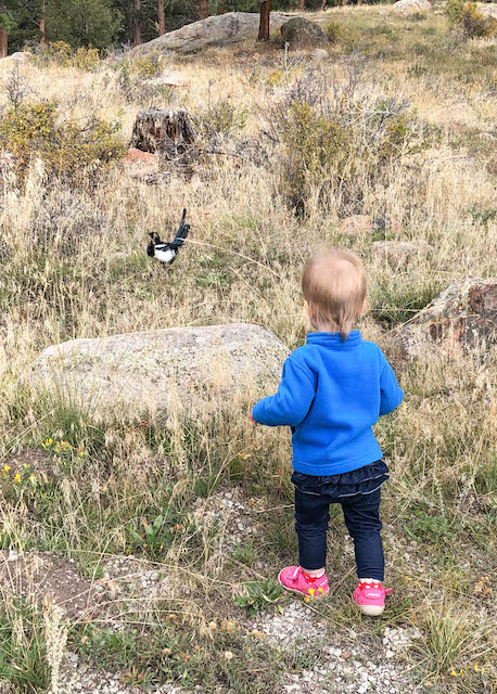 Approaching a black-billed magpie in Moraine Park Campground