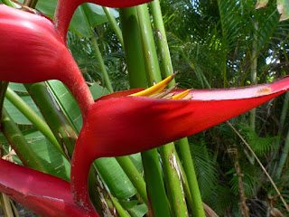 Heliconias divers de la Réunion