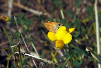 Lotus corniculatus